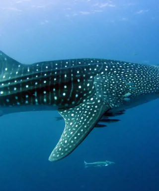 Erkunde das Meer am Ningaloo Reef